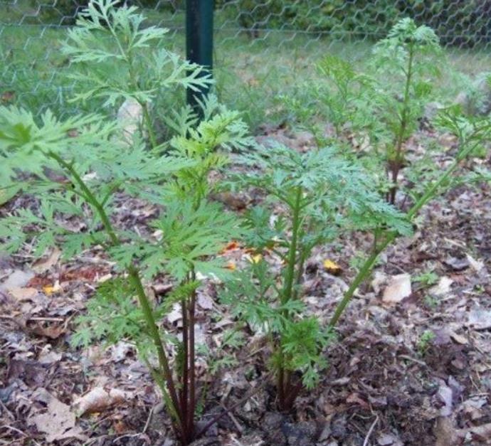Daucus carota 'Pusa Asita Black' (C. O) - Cenoura roxa-enegrecida interior e exterior, Cenoura negra, Cenoura colorida