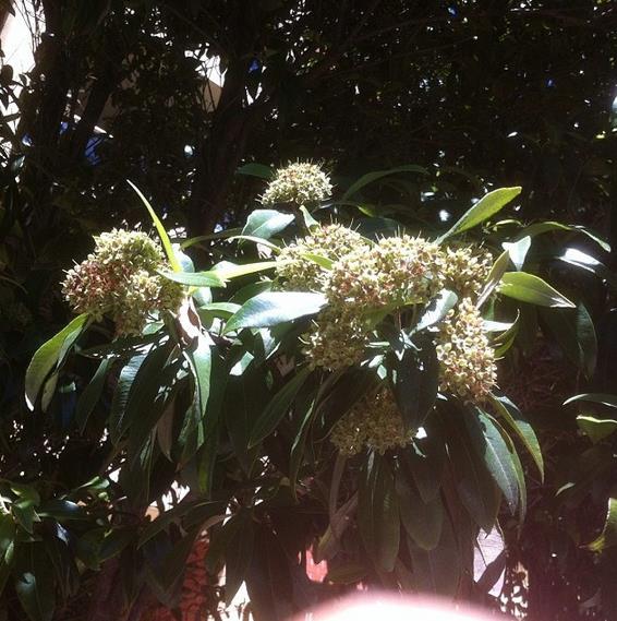 Backhousia citriodora - Murta Limão, Árvore Verbena doce, Australian Lemon Myrtle