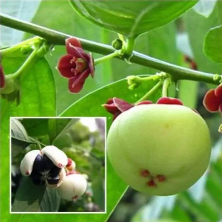 Sauropus androgynus - Groselha Estrela, Katuk, Arbusto Folha Doce, Aspargo Tropical, Aspargos de Folha