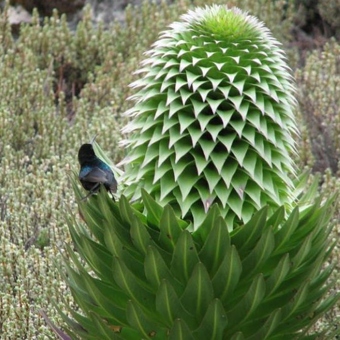 Lobelia gregoriana ssp. Gregoriana  - Lobelia gigante, Lobelia Gin Tônica, Lobelia tree