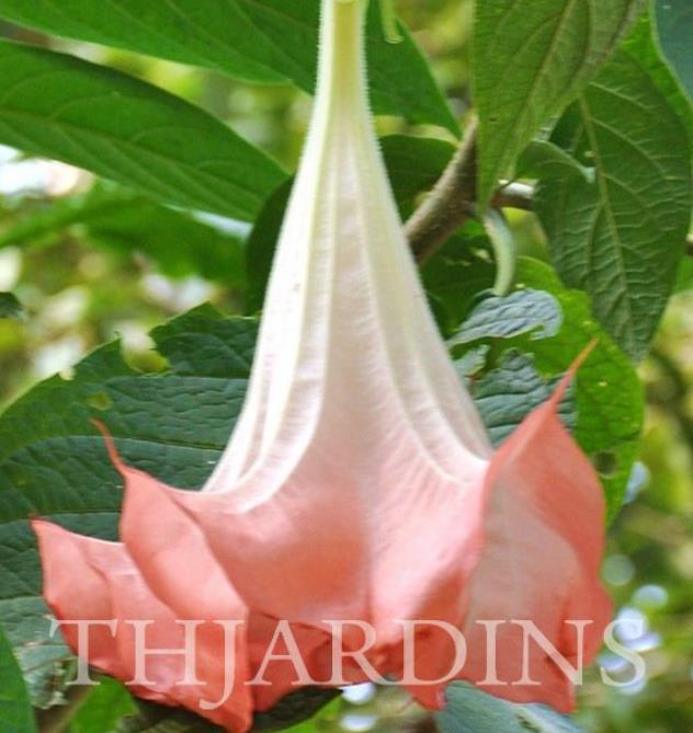 Brugmansia suaveolens var. Rosa - Brugmansia rosa, Árvore Datura Floração rosa, Árvore Trombeta de Anjo rosa