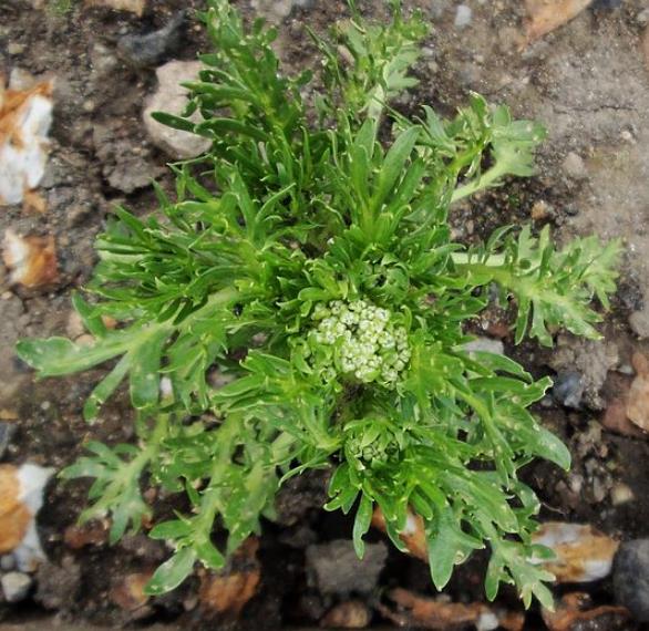 Lepidium meyenii - Maca Peruana, Ginseng dos Andes, Viagra dos Incas