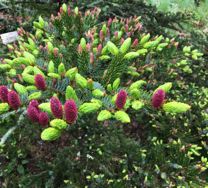 Picea jezoensis - Pinheiro abeto Jezo