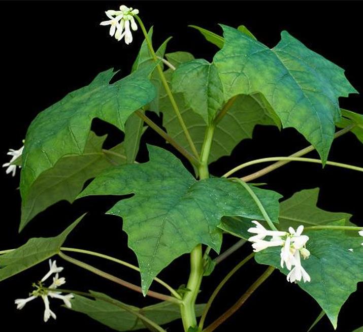 Jarilla chocola - Jarilla Chocolate, Mamão Chocolate, Jarilla