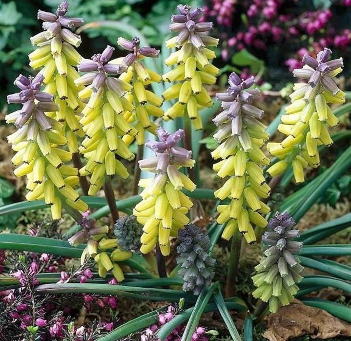 Muscari macrocarpum Golden Fragance - Jacinto Uva Dourado, Jacinto Uva Fragrância de Ouro