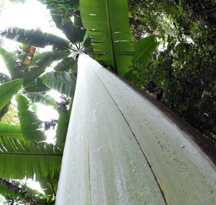 Musa ingens - Bananeira Gigante, Banana Gigante das Terras Altas
