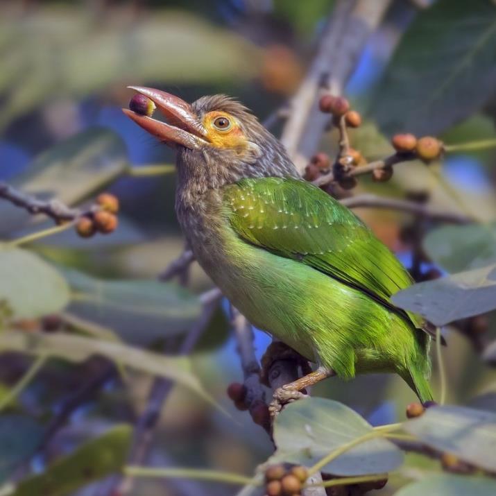 Ficus religiosa - Figueira Religiosa, Figueira dos Pagodes, Figueira Sagrada, Sacred Fig