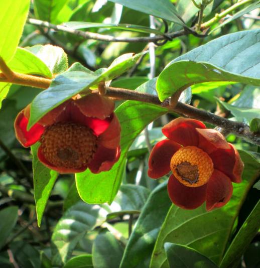 Uvaria littoralis  - Uvaria Litoral, Finger Fruit