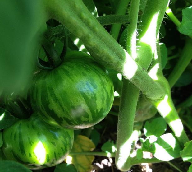 Solanum lycopersicon Tigerella Improved - Tomate Tigrado, Tomate Tigerella