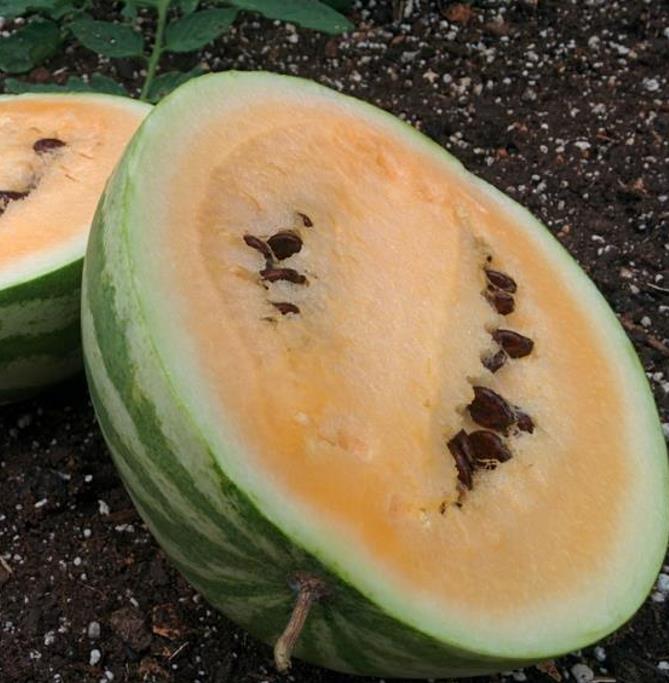 Citrullus lanatus Hopi Yellow - Melancia Hopi Salmão, Melancia de Polpa Amarelo /Salmão do Povo Hopi, Melancia A
