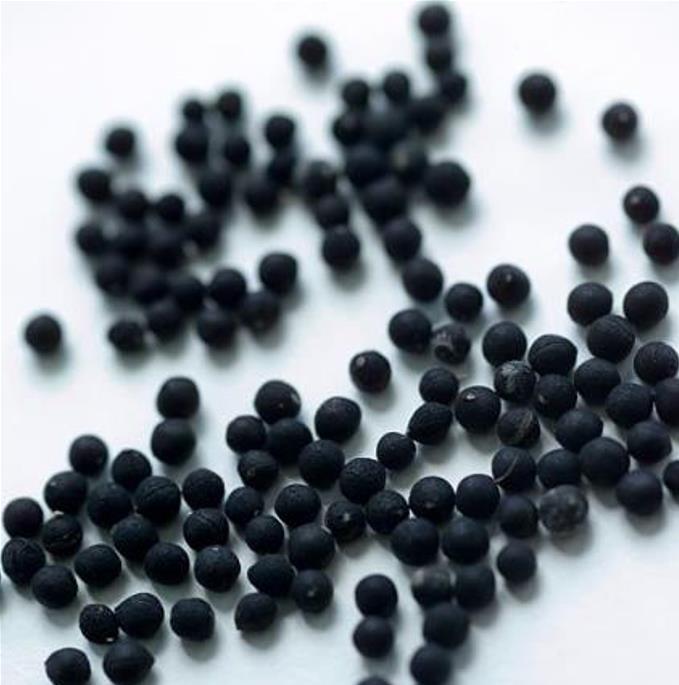 Muscari macrocarpum Golden Fragance - Jacinto Uva Dourado, Jacinto Uva Fragrância de Ouro