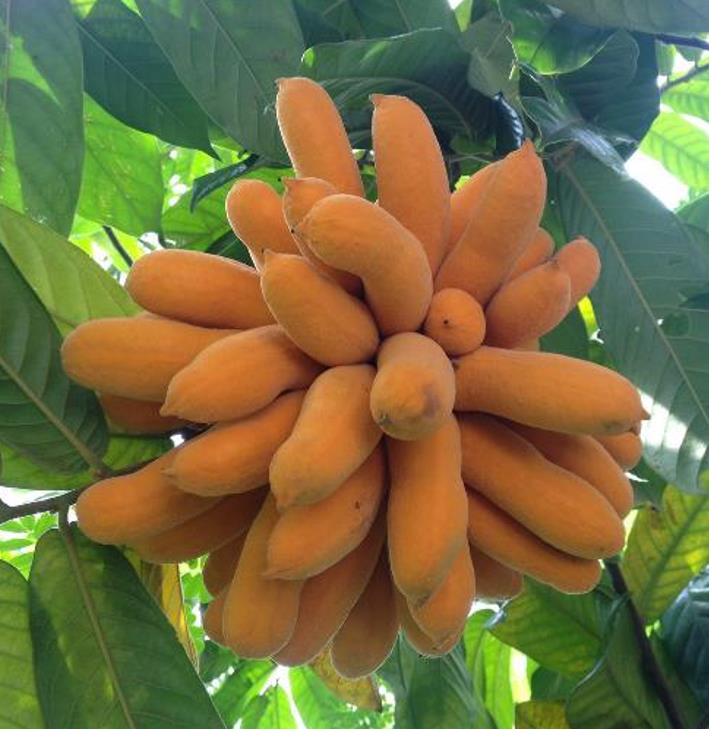 Uvaria littoralis  - Uvaria Litoral, Finger Fruit