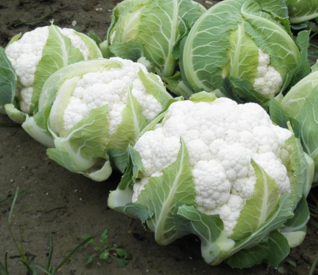 Brassica oleracea  - Couve Flor Gigante de Nápoles