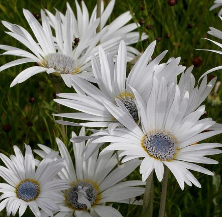 Arctotis grandis - Margarida Africana de Olhos Azuis, Blue Eyed Daisy, Margarida Africana Grandis