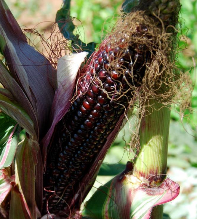 Zea mays Japonica Variegata (C.O) - Milho Japonês Listrado, Milho Japonês de Folhagem Ornamental