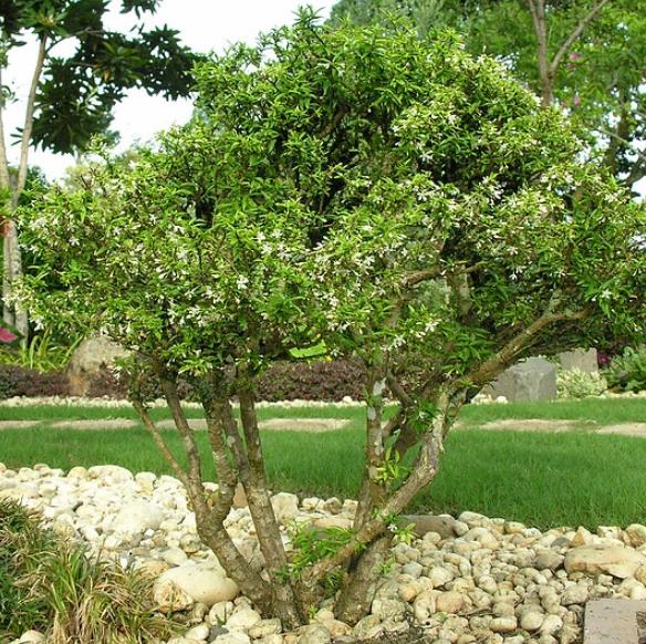 Wrightia religiosa (Echites religiosus) - Budista sagrado, Jasmim de água, Flor sagrada