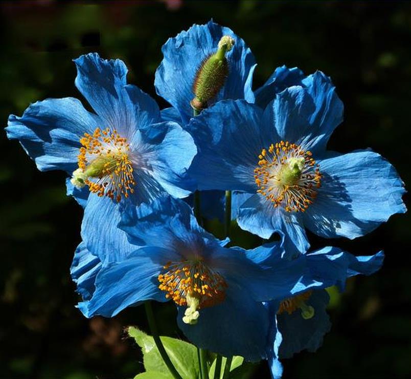 Meconopsis baileyi - Papoula Azul do Himalaya, Papoula Tibetana, Himalayan Blue Poppy, Papoula de Bai