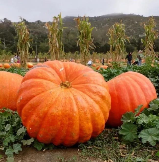 Curcubita maxima Dills Atlantic Giant - Abobora Gigante - Dills Atlantic Giant