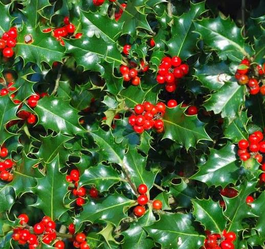 Ilex aquifolium - Azevinho, Arbusto de Natal, Azevim, Azevinheiro, Espinho-de-Cristo