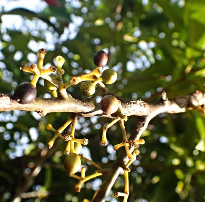 Litsea cubeba - Pimenta da Montanha, May Chang, Litsea Aromática, Cubeba, Pimenta de Java