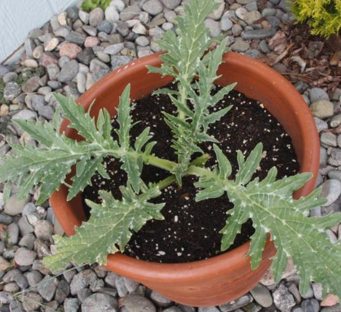 Cynara cardunculus ssp. Scolymus 'Gros Vert de Laon' - Alcachofra Vert de Laon, Alcachofra de Provença
