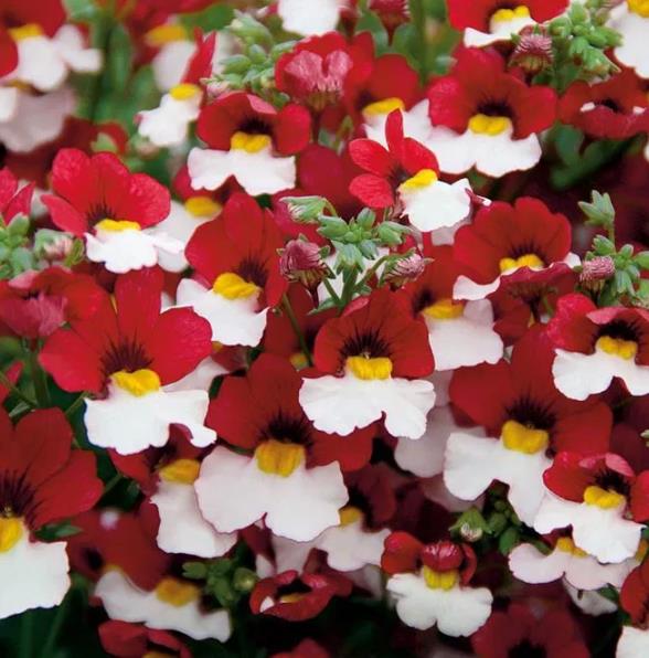 Nemesia strumosa Danish flag -  Jóia do Cabo sedutora, Nemésia sedutora vermelho e branca, Nemesia Danish Flag