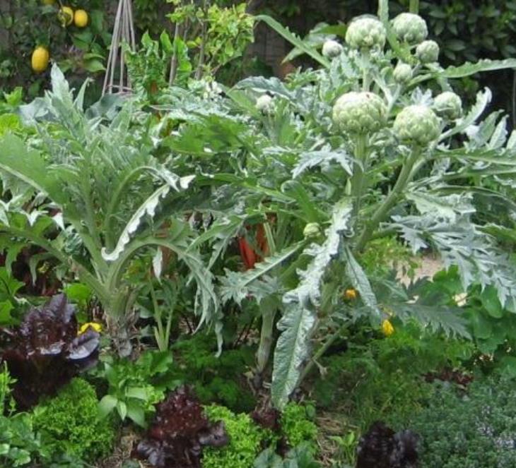 Cynara cardunculus ssp. Scolymus 'Gros Vert de Laon' - Alcachofra Vert de Laon, Alcachofra de Provença