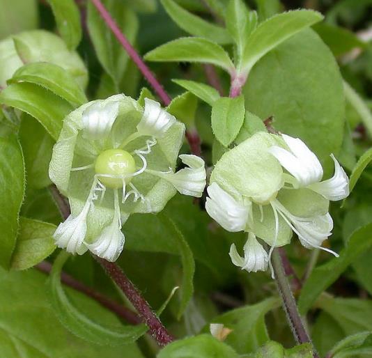 Cucubalus baccifer - Cereja cucubalo, Berry catchfly, Grass cucco, Cucubalo