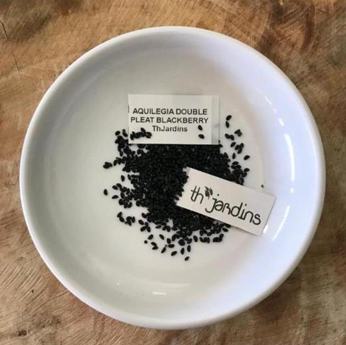 Aquilegia 'Double Pleat' blackberry - Aquilegia Dobrada Flor de Clematis, Columbina Dobrada Plissada Blackberry