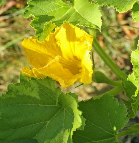 Cucurbita Maxima Hubbard Blue Giant (Certificação Orgânica) - Abóbora Hubbard Gigante, Abóbora Azul Colossal