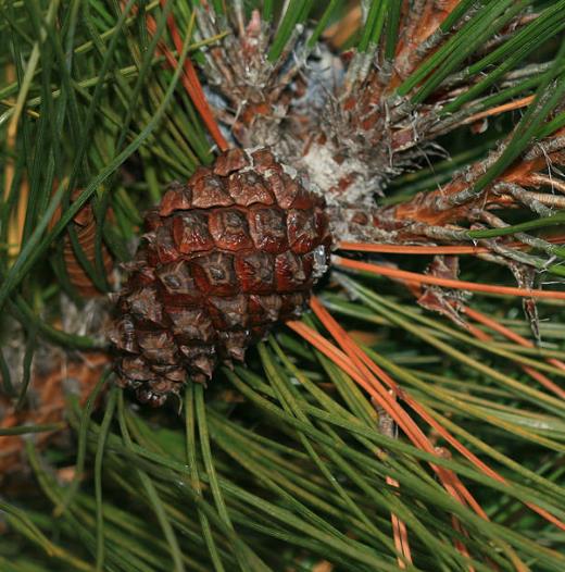 Pinus tabuliformis - Pinheiro vermelho Manchuriano, Pinheiro Chinês do Sul, Pinheiro vermelho Chinês