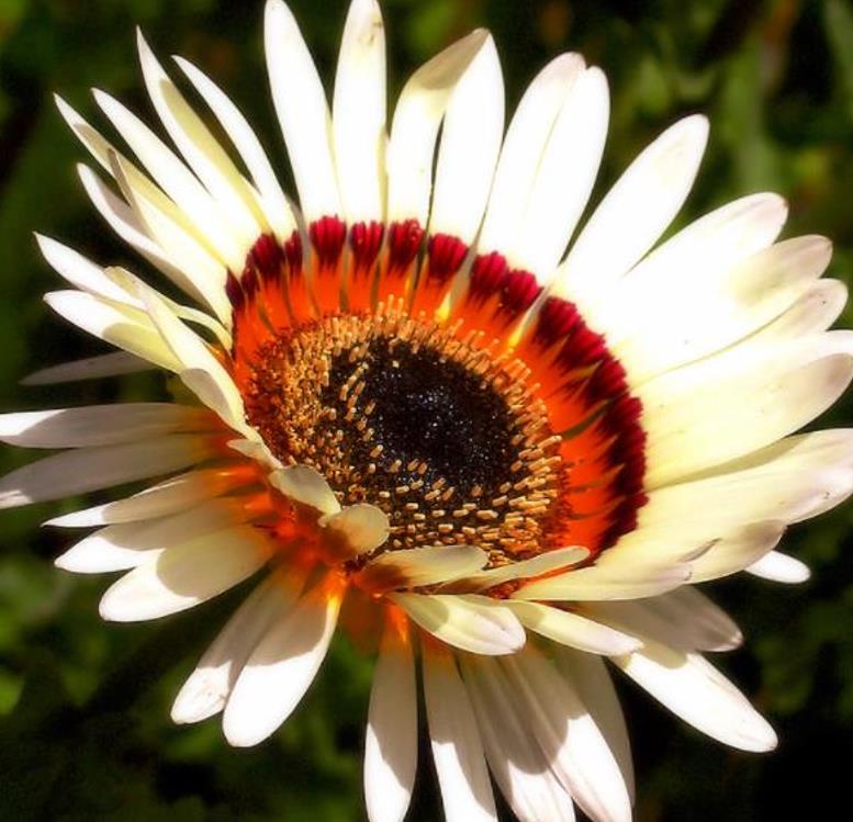 Arctotis fastuosa Alba Zulu Prince (Venidium fastuosum Alba) - Margarida Príncipe Zulu, Margarida Africana dos Olhos Neg