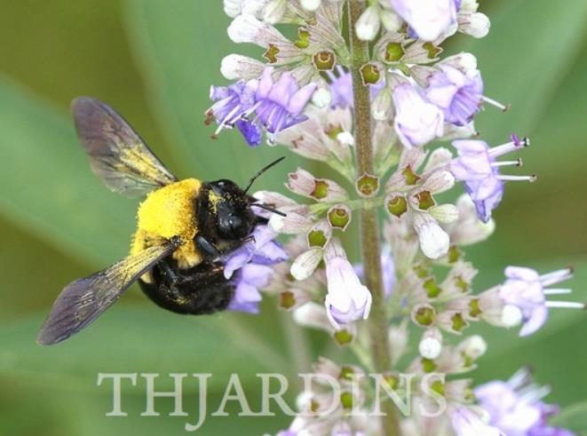 Vitex negundo - Árvore da Castidade de 5 Folhas, Nirgundi, Huang Ping