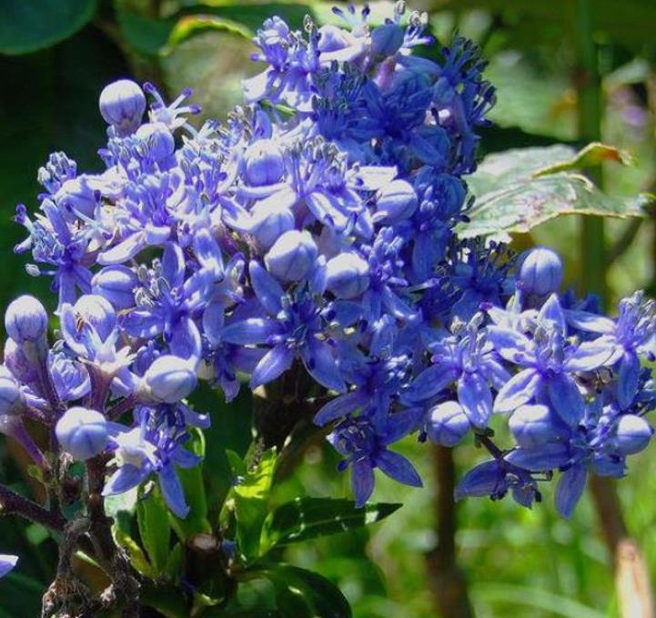 Dichroa febrifuga - Hortência Tibetana, Hortênsia Perene Azul, Quinino Chinês