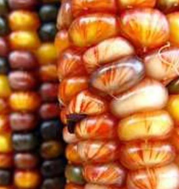 Zea mays Wade's Giant Indian Corn (C.O.) - Milho Gigante, Milho Gigante Indiano
