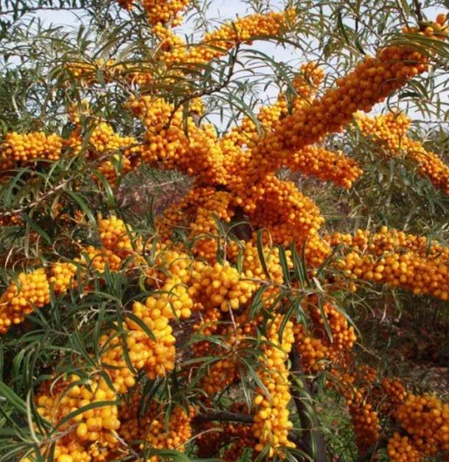 Hippophae rhamnoides (Elaeagnus rhamnoides) - Cereja do Mar, Espinheiro Marítimo, Sea Buckthorn
