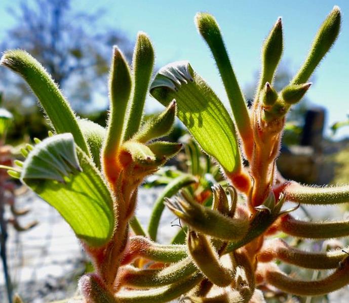 Anigozanthos flavidus - Pata de Canguru Rosa Amarela Laranja, Kangaroo Paw