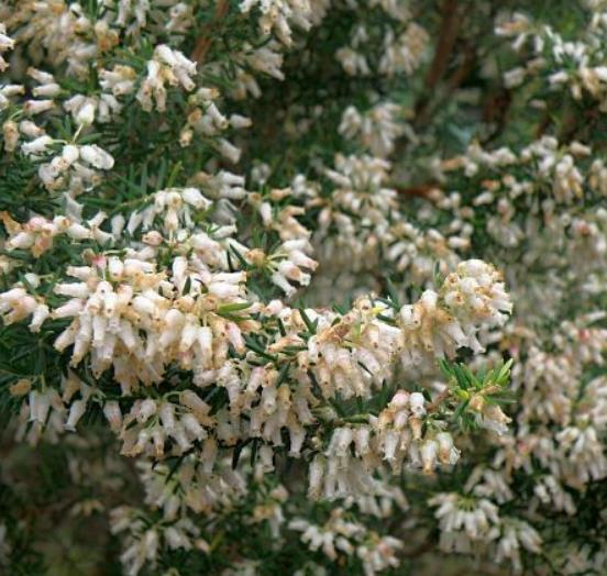 Erica caffra - Erica branca perfumada, Charnecas, Erica perfumada