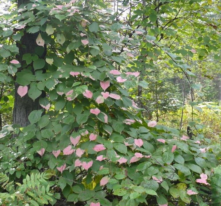 Actinidia kolomikta - Kiwi Uva, Trepadeira Mini Kiwi, Kiwi Grape, Kiwi Berry, Kiwi Ornamental