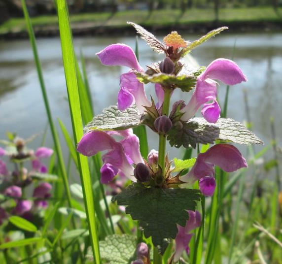 Lamium maculatum - Hortelã Sagrada, Urtiga Malhada, Lâmia Manchada, Sapato da Virgem