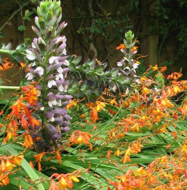 Acanthus mollis - Acanto, Acanto Manso, Erva-Gigante, Pé-de-Urso