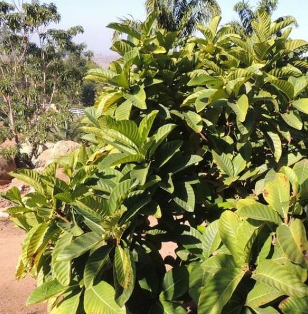 Ficus habrophylla - Figo vermelho, Figueira de folha gigante, Figo da Nova Caledônia
