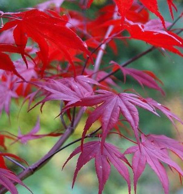 Acer palmatum Bloodgood - Acer Maple Bloodgood