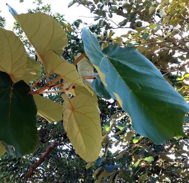 Pterospermum acerifolium - Árvore de karnikara, Árvore Bayur, Dinner Plate Tree
