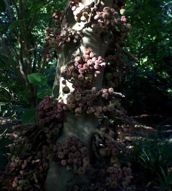 Ficus auriculata - Figueira de Jardim, Figueira vermelha