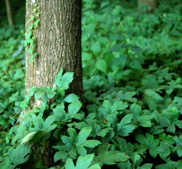 Hydrastis canadensis - Raiz dourada, Raiz de ouro, Goldenseal