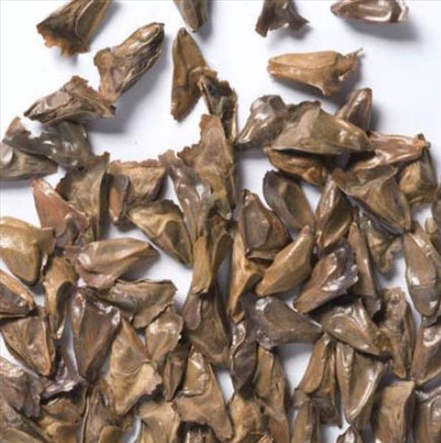 Abies nordmanniana Subsp. Equi-trojani - Abeto Caucasiano, Abeto De Trojan, Abeto Cavalo de Tróia, Pinheiro da Turquia