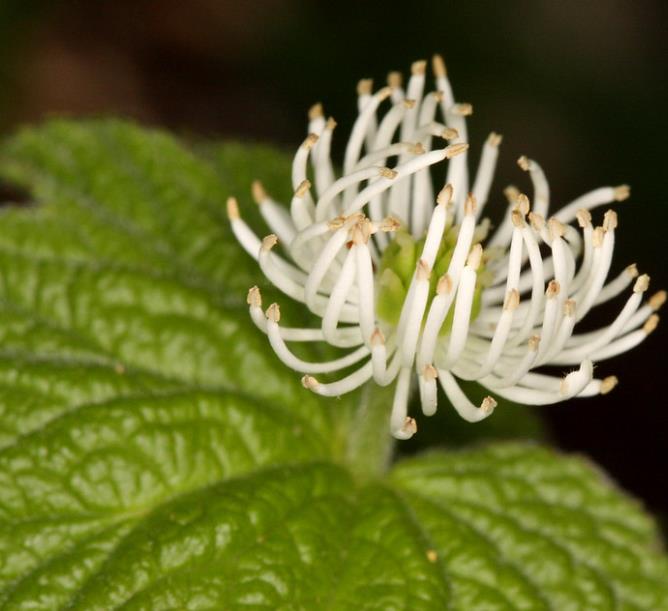 Hydrastis canadensis - Raiz dourada, Raiz de ouro, Goldenseal