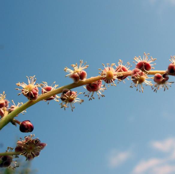 Sclerocarya birrea ssp. Caffra - Marula, Amarula, Árvore fruto do licor de Amarula