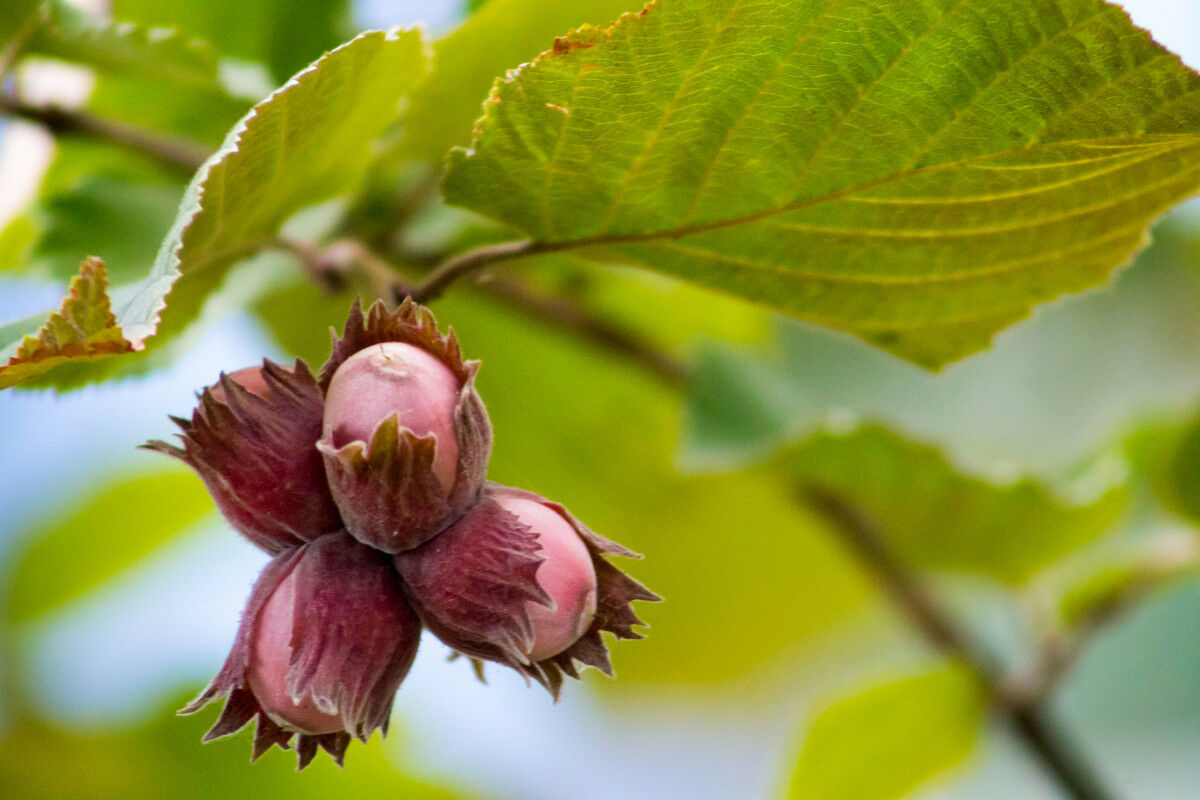 Corylus avellana - Avelã, Avelãs Giresum, Hazelnut